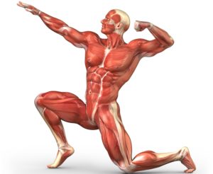 Decreased Muscle Mass: Unlock Your Potential and Restore Your Strength